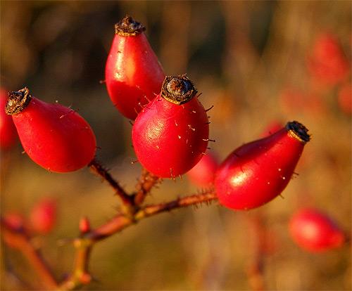 Csipkebogyó Csipkebogyó olaj hatása a bőrre
