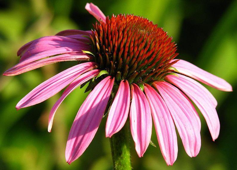 Bíbor kasvirág echinacea tea kiváló immunerőstő