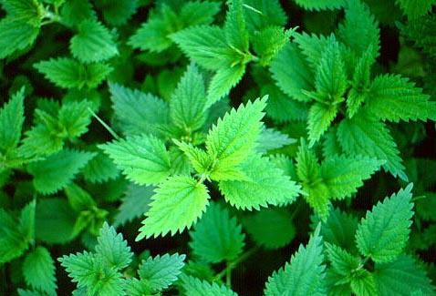 Csalán tea gyógyhatásai Csalán levél tea gyógyhatásai