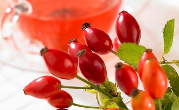 Csipkebogyó felhasználása Csipkebogyó tea gyógyhatásai