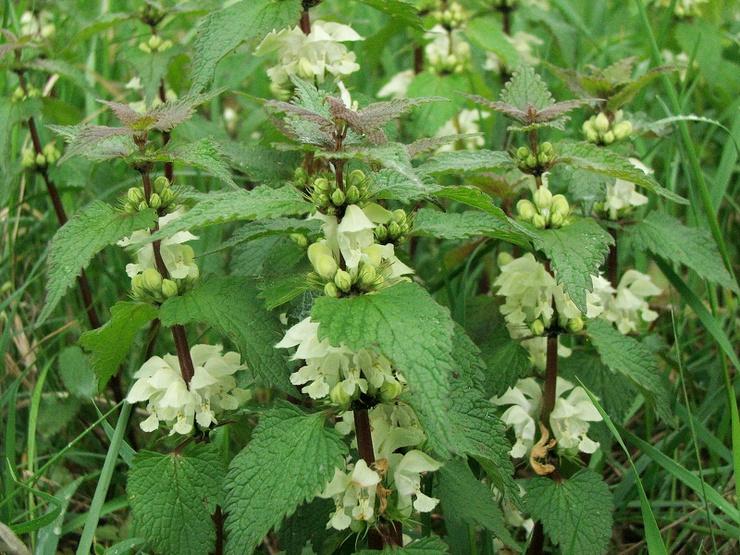 Fehér árvacsalán gyógyhatása Fehér árvacsalán tea gyógyhatásai