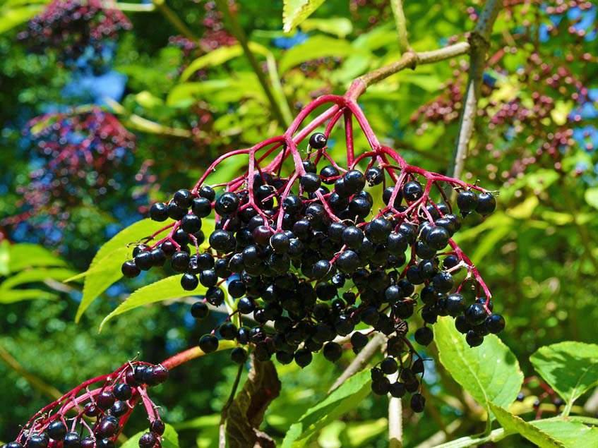 Fekete bodza gyógyhatásai Fekete bodza gyógyhatásai