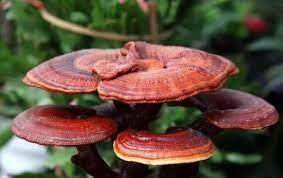 Mire jó a pecsétviaszgomba vagy ganoderma? Ganoderma gomba hatása