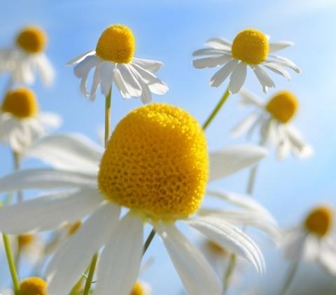 Kamilla tea gyógyhatása Kamilla tea gyógyhatása