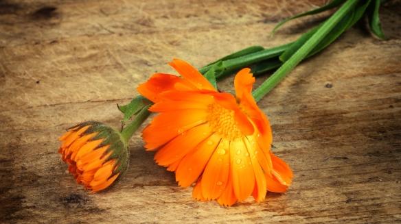 Körömvirág gyógyhatásai Körömvirág gyulladáscsökkentő, sebgyógyító gyógynövény