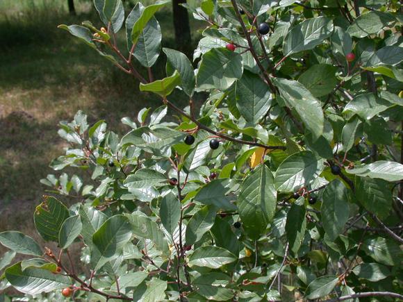 Kutyabenge természetes hashajtó gyógynövény Kutyyabenge természetes hashajtó gyógynövény