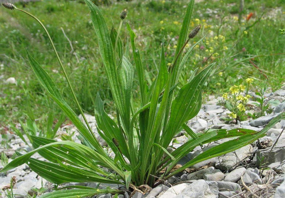 Lándzsás útifű gyógyhatása Lándzsás útifű tea és szirup köhögés ellen