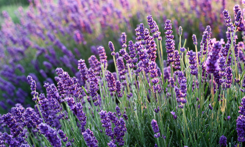 Levendula gyógyhatásai levendula patika, levendulatea, levendula illóolaj gyógyhatásai