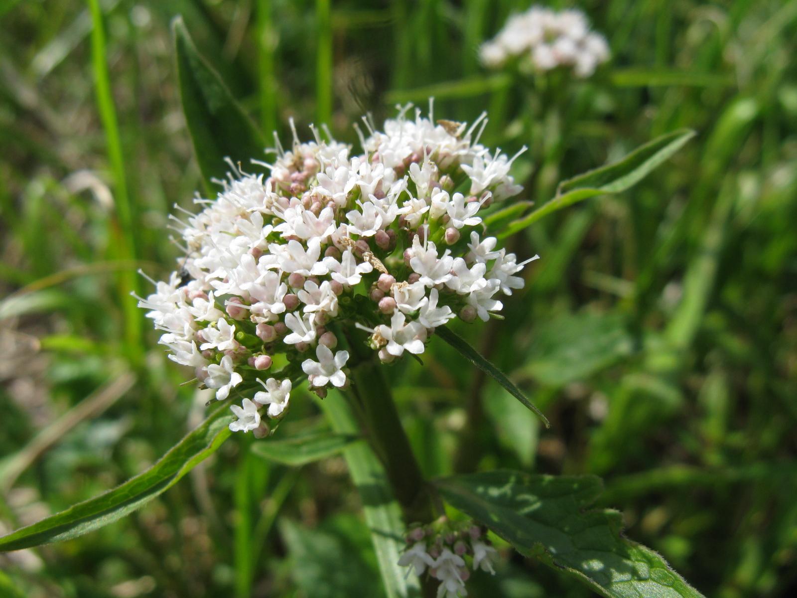 Nyugtató, altató hatású macskagyökér Macskagyökér tea nyugtató és alvást segítő hatása