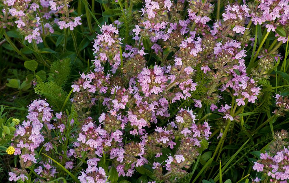 Kakukkfű gyógyhatása Kakukkfű tea gyógyhatásai