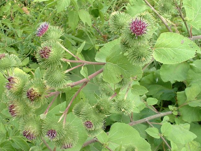 Nagybojtorján gyógyhatásai Nagybojtorján gyógynövény gyógyhatásai