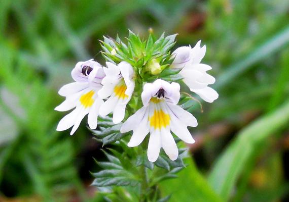 Szemvidítófű gyógyhatásai, alkalmazása Szemvidítófű gyógyhatásai, szemvidítófű tea elkészítése és alkalmazása
