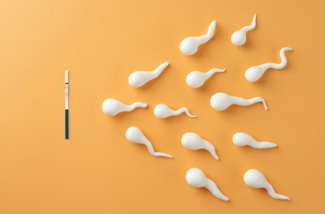 Férfi termékenység fokoozás természetesen Férfi termékenység fokozás természetesen