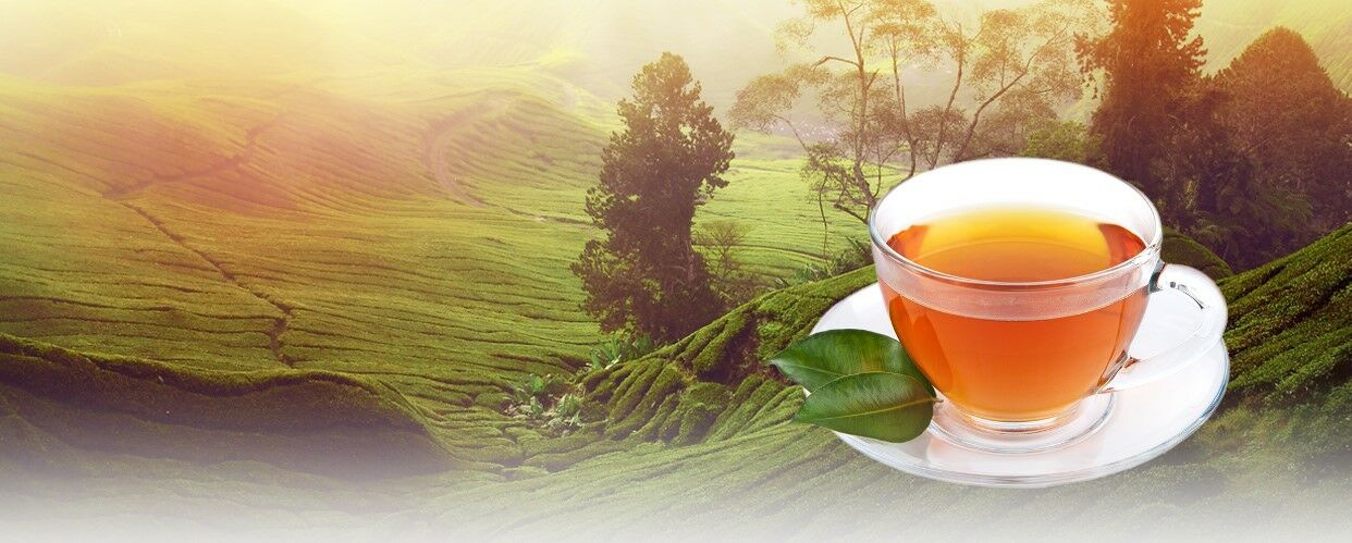 Zöld tea hatása
