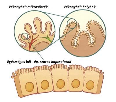 Egészséges bélbolyhok Egészséges bélbolyhok