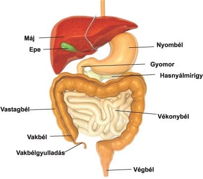 Emésztőrendszer szerepe a fogyásban Emésztőrendszer szerepe a fogyásban
