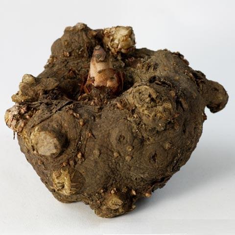 A csodagumó, mely glükomannánt tartalmaz Ördögnyelv fogyókúrás növény