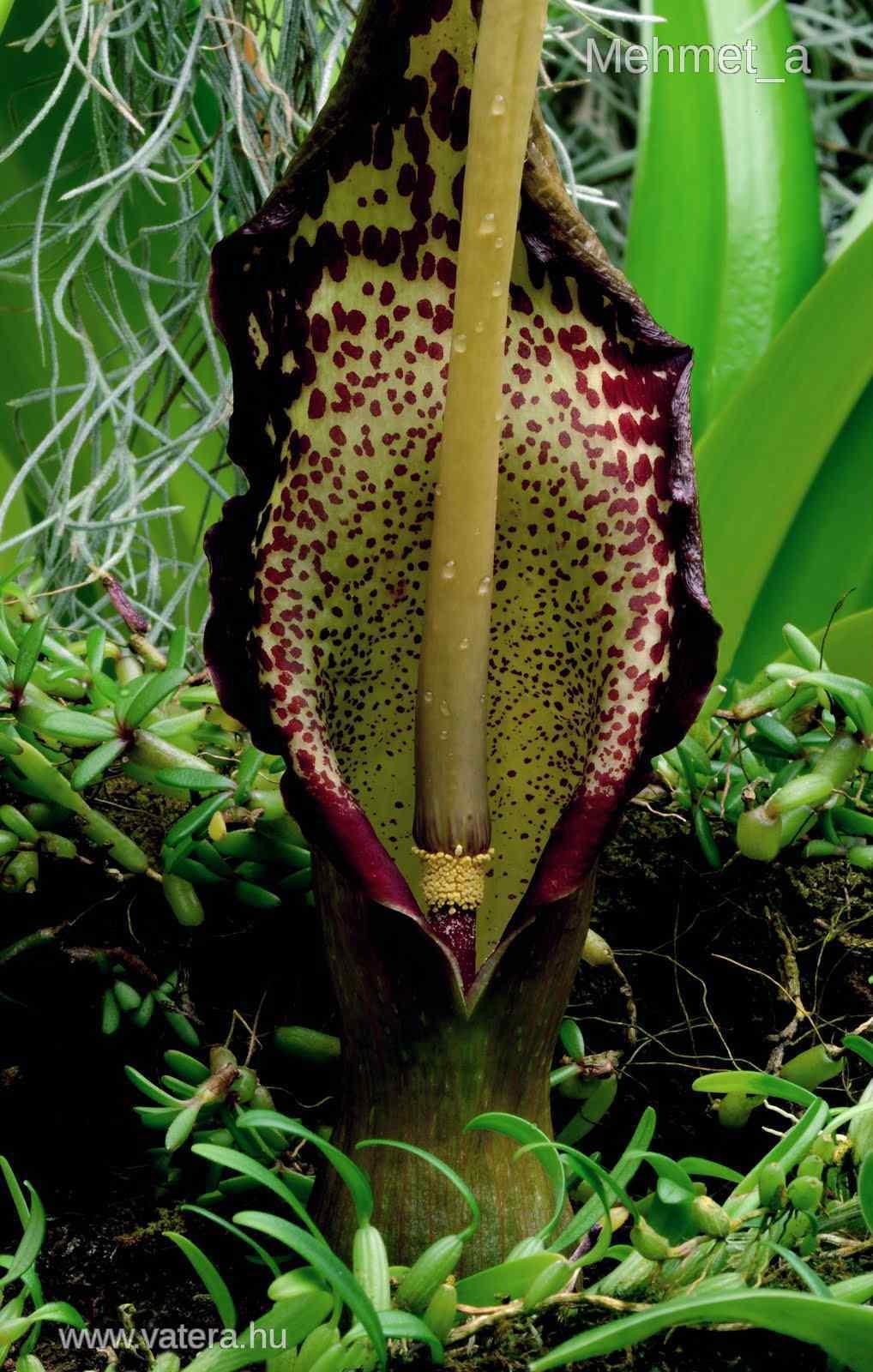 Virágzó ördögnyelv Ördögnyelv fogyókúrás növény virága