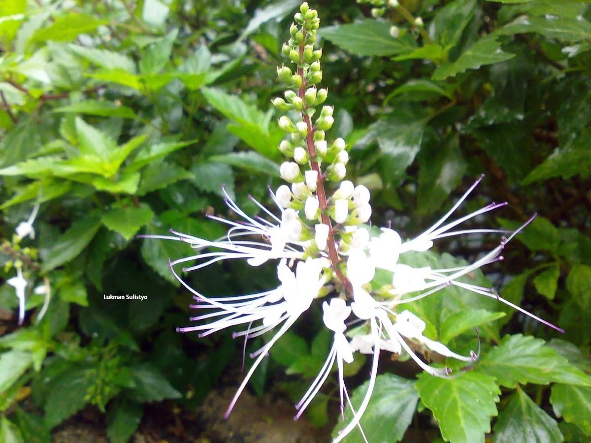 Zsírégető jáva tea Zsírégető jáva tea