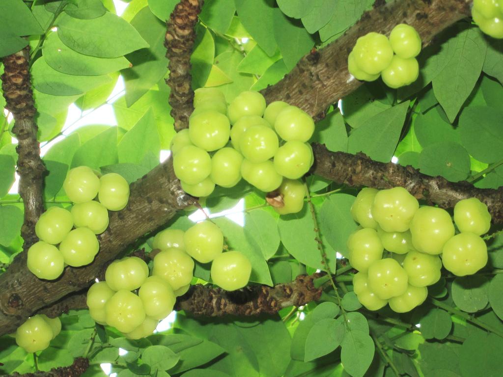 Khadi növényei - Amla Khadi növényei - Amla