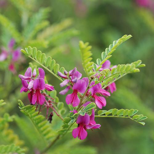 Khadi növényei - indigó Khadi növényei - indigó