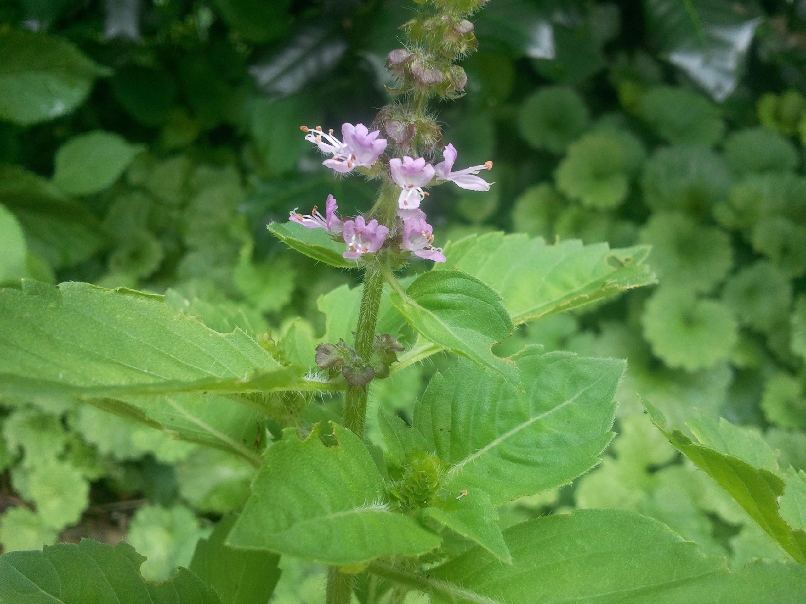Khadi növényei - Tulsi Khadi növényei - Tulsi