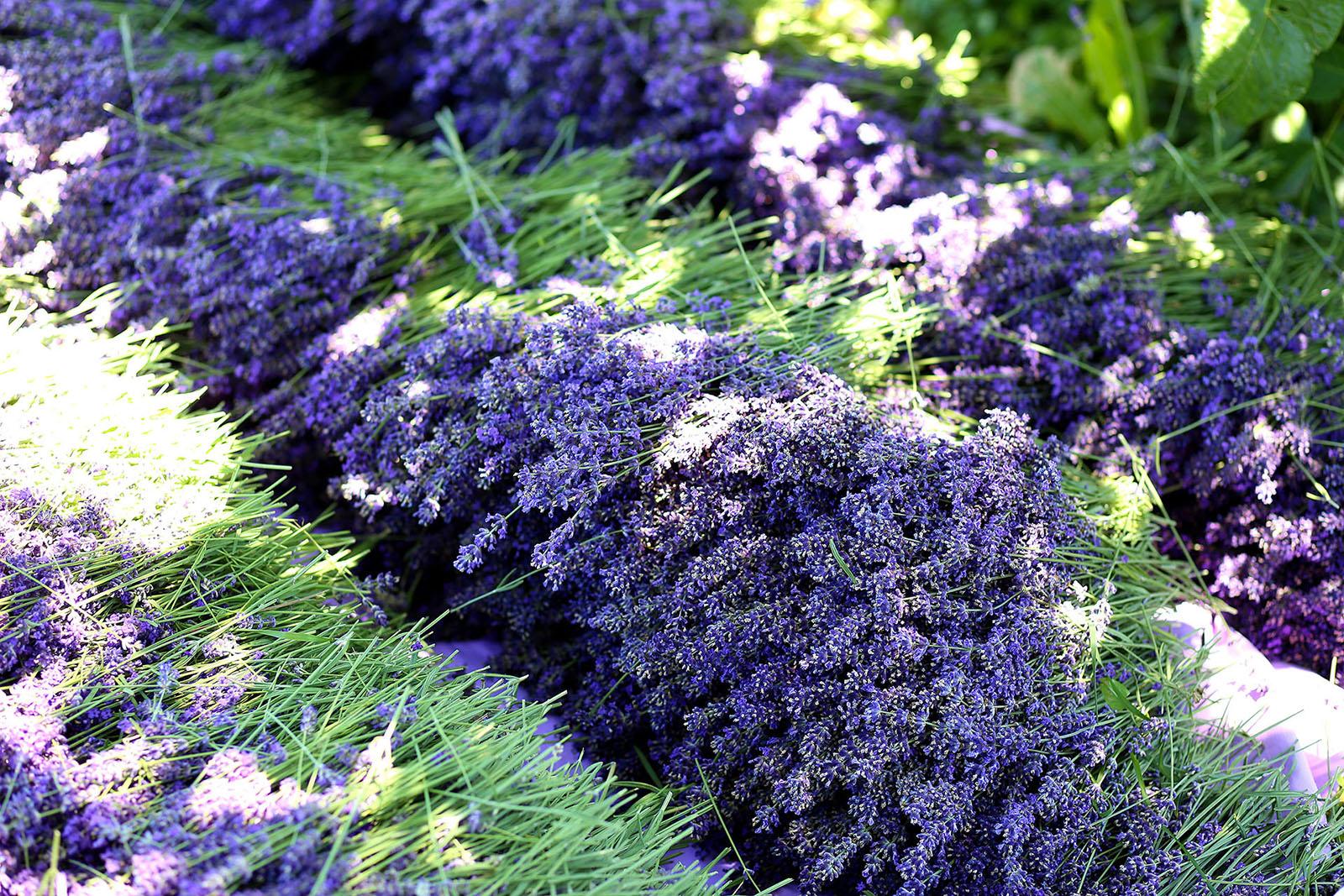 XIV. Tihanyi Levendula Fesztivál 2018 XIV. Tihanyi Levendula Fesztivál 2018