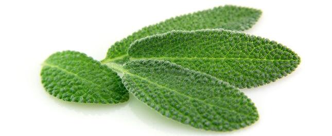 Orvosi zsálya levél Orvosi zsálya levél