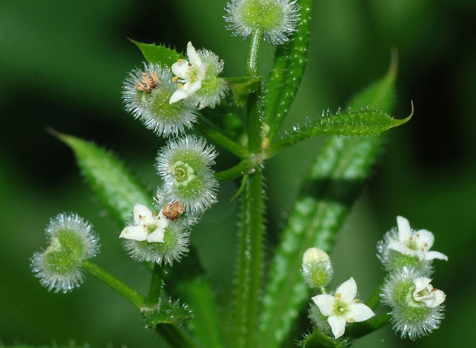 Ragadós galajfű pajzsmirigyre Ragadós galajfű gyógynövény pajzsmirigy alulműködésre és túlműködésre