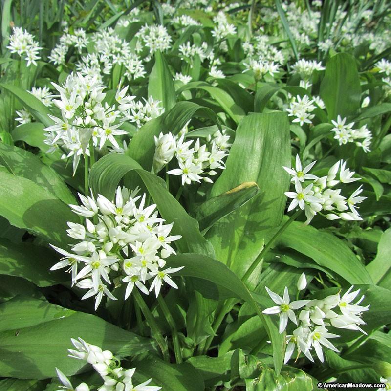 Medvehagyma virága Medvehagyma virága