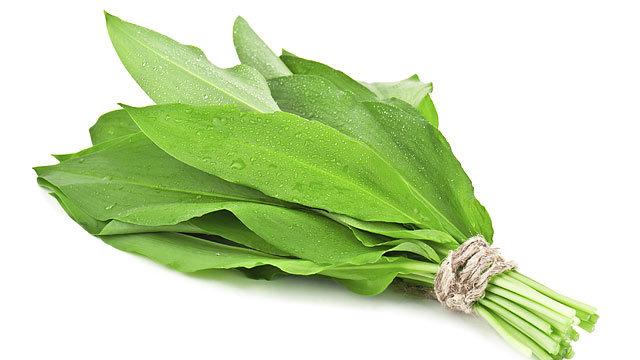 Medvehagyma gyógyhatása, felhasználása, eltevése Medvehagyma felhasználása, gyógyhatásai