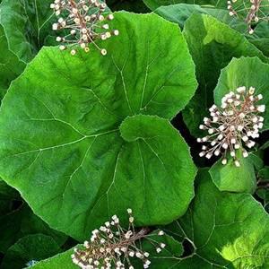 Az acsalapu gyökerét használjuk lázcsillapításra Acsalapu természetes lázcsillapító gyógynövény