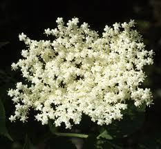 Fekete bodza virág tea természetes lázcsillapító Bodza virág tea természetes lázcsillapító gyógynövény