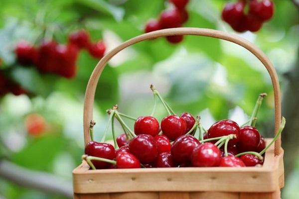 Cseresznye jótékony hatásai Cseresznye jótékony hatásai