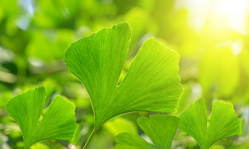 Ginkgo biloba gyógyhatásai