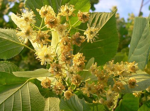 Hársfavirág természetes lázcsillapító gyógynövény hársfavirág természetes lázcsillapító gyógynövény