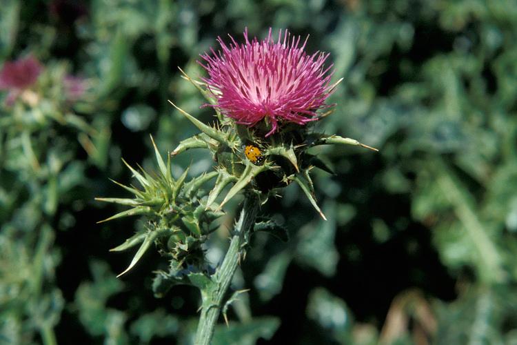 Máriatövis hatása Máriatövis hatása, máriatövis zsírmájra