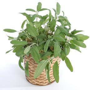 Orvosi zsálya gyógyhatása Orvosi zsálya tea gyógyhatása