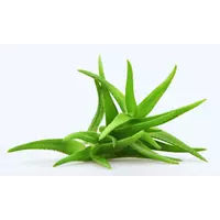 Aloe vera (orvosi)