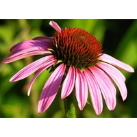 Gyógynövény lexikon: Bíbor kasvirág (Echinacea)