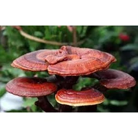 Gyógynövény lexikon: Pecsétviaszgomba (Ganoderma)