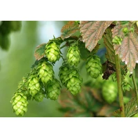 Gyógynövény lexikon: Komló