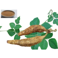 Gyógynövény lexikon: Kudzu gyökér