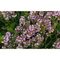 Gyógynövény lexikon: Kakukkfű