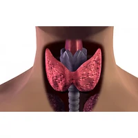 Pajzsmirigy problémák kezelése természetes módszerekkel