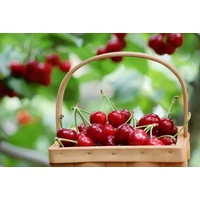 A cseresznye 8 jótékony hatása – ezért egyél sok cseresznyét!