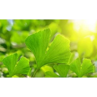 Ginkgo biloba az agy kenőolaja