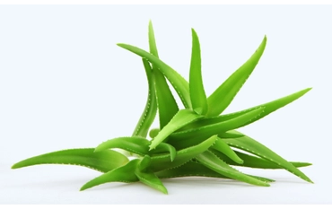 Aloe vera (orvosi)