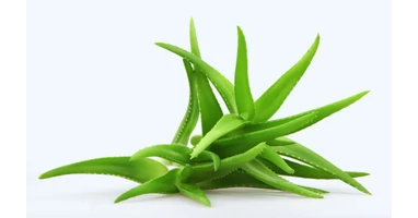 Az orvosi aloe vera gygyhatsai, aloe vera gl hatsai a brre