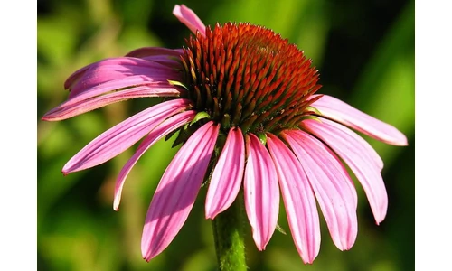 Gyógynövény lexikon: Bíbor kasvirág (Echinacea)